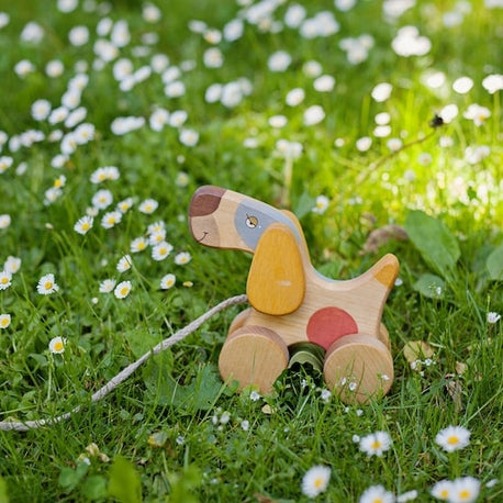 Medinis šuniukas su pavadėliu